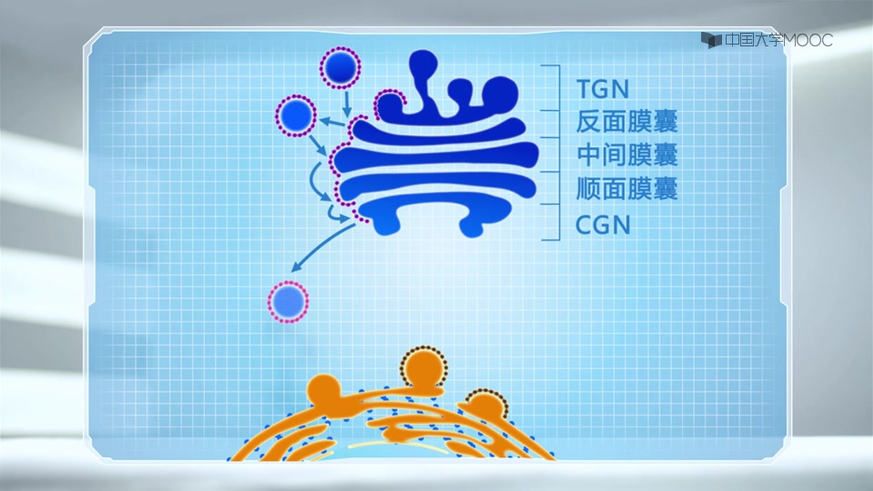 【国家精品课程】四川大学 细胞生物学 (教材:翟中和《细胞生物学》)哔哩哔哩bilibili