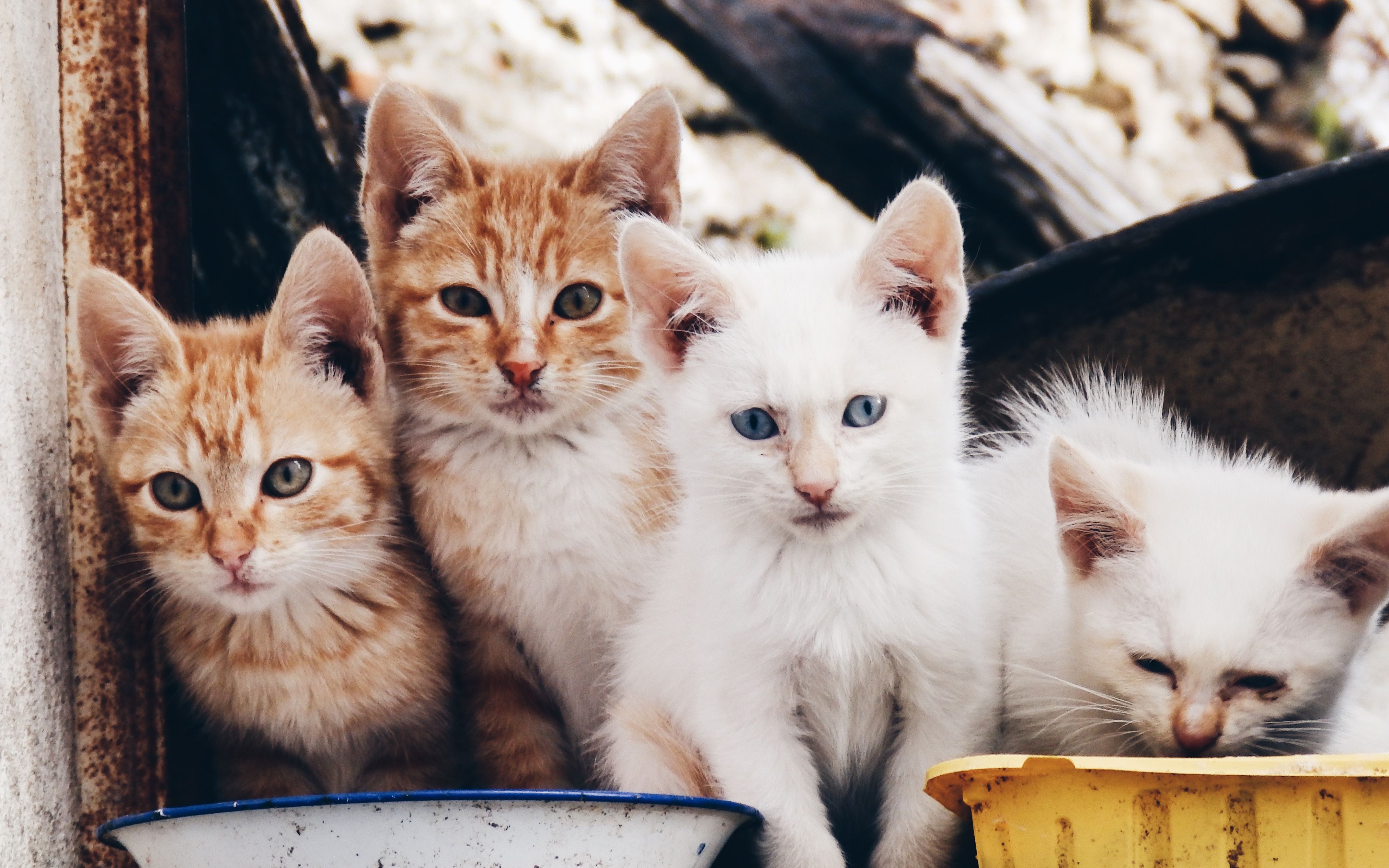 猫妈妈和4只小猫被主人遗弃,摄像头记录全过程,幸好遇到好心人