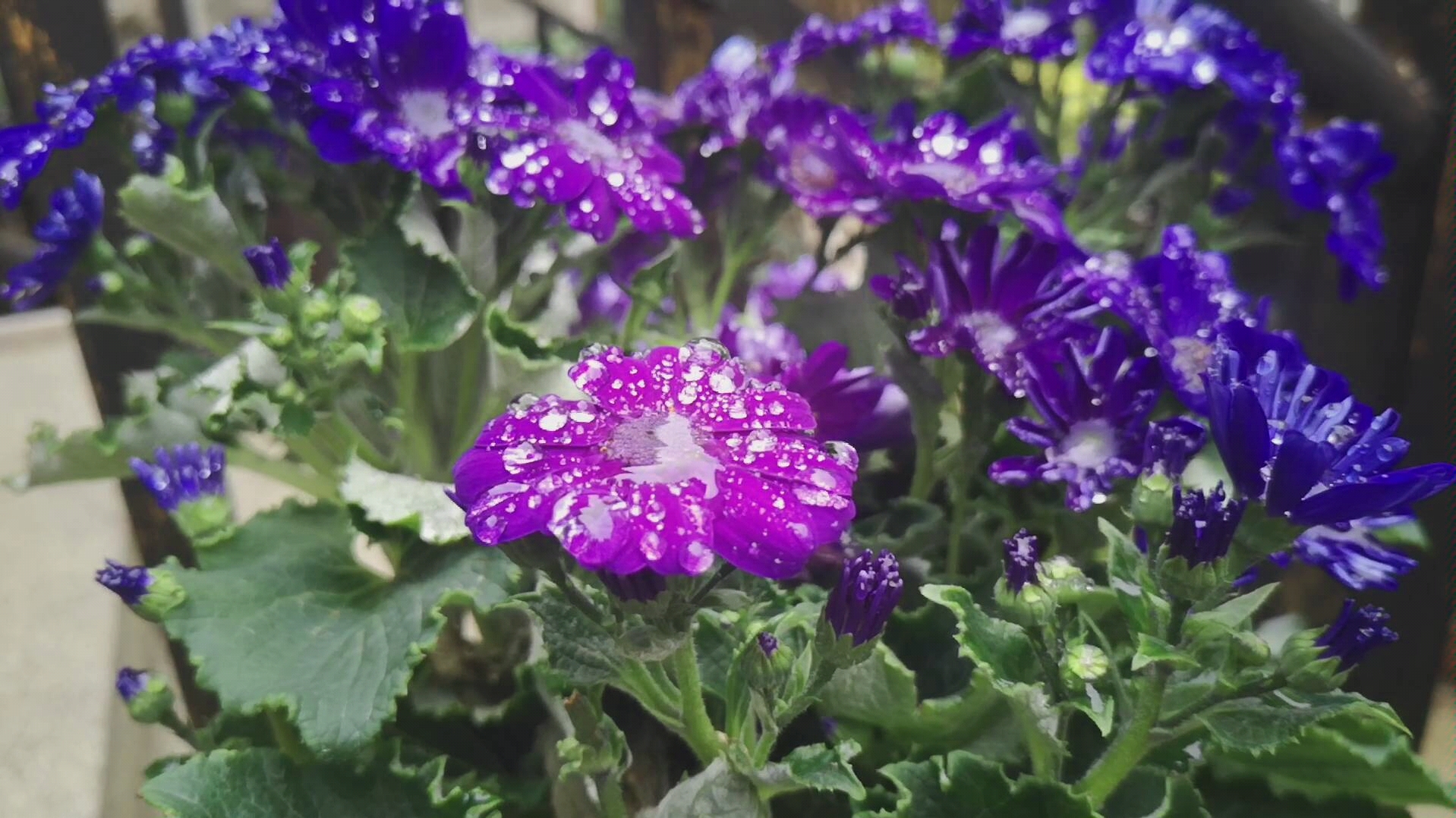 蓝紫色雏菊雨后的惊艳