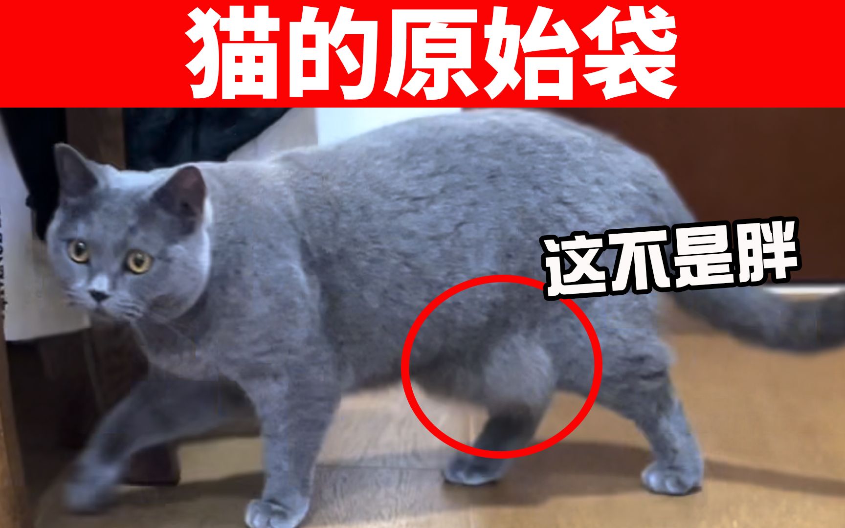 猫咪肚子的这坨肉肉,不是小肚腩,是原始袋,这可是猫咪的宝藏!