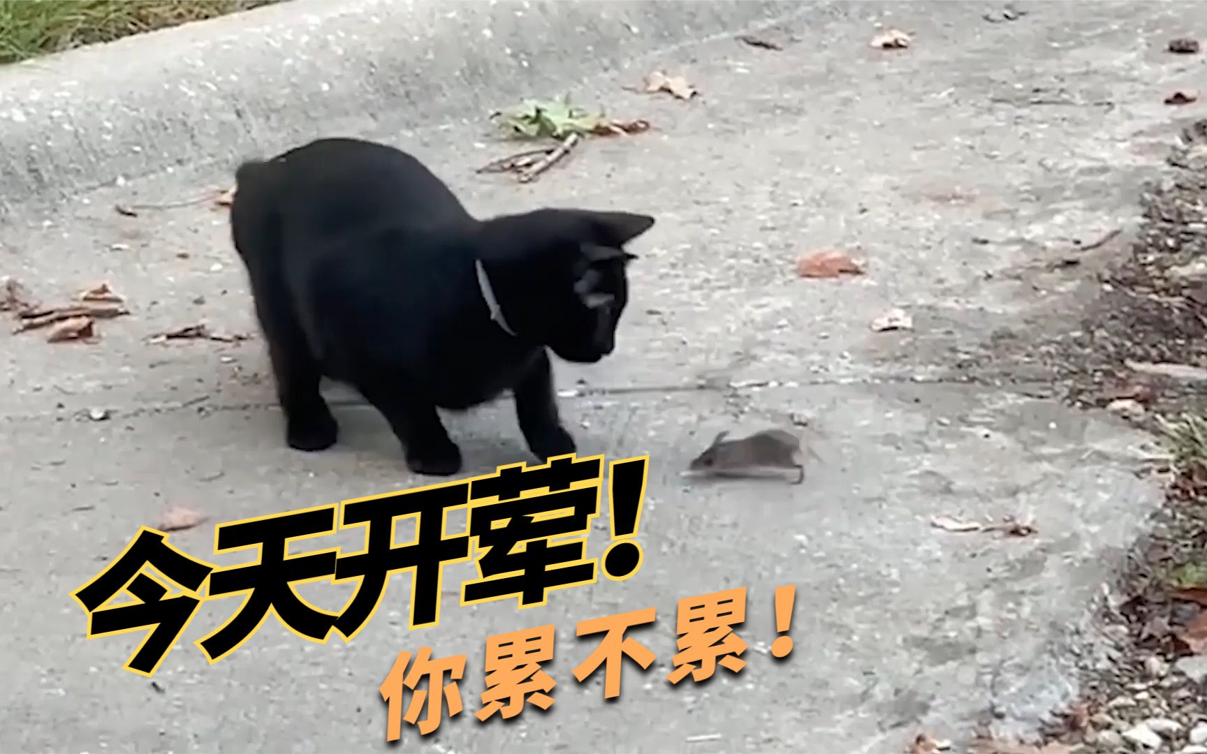 搞笑:老鼠被猫花样欺负,最后共吃一碗饭