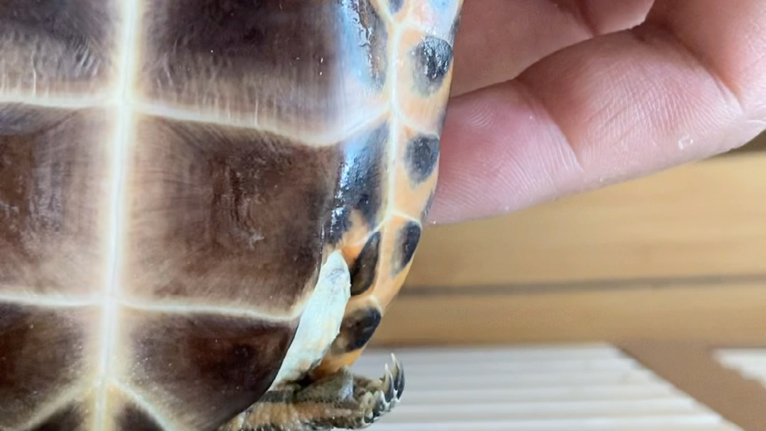 开箱一只日杂龟来看看怎么样吧