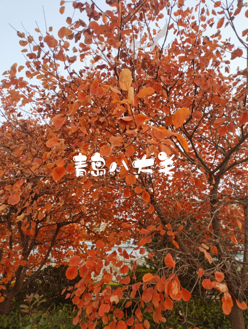 冬日八大关-嘉峪关路枫叶红