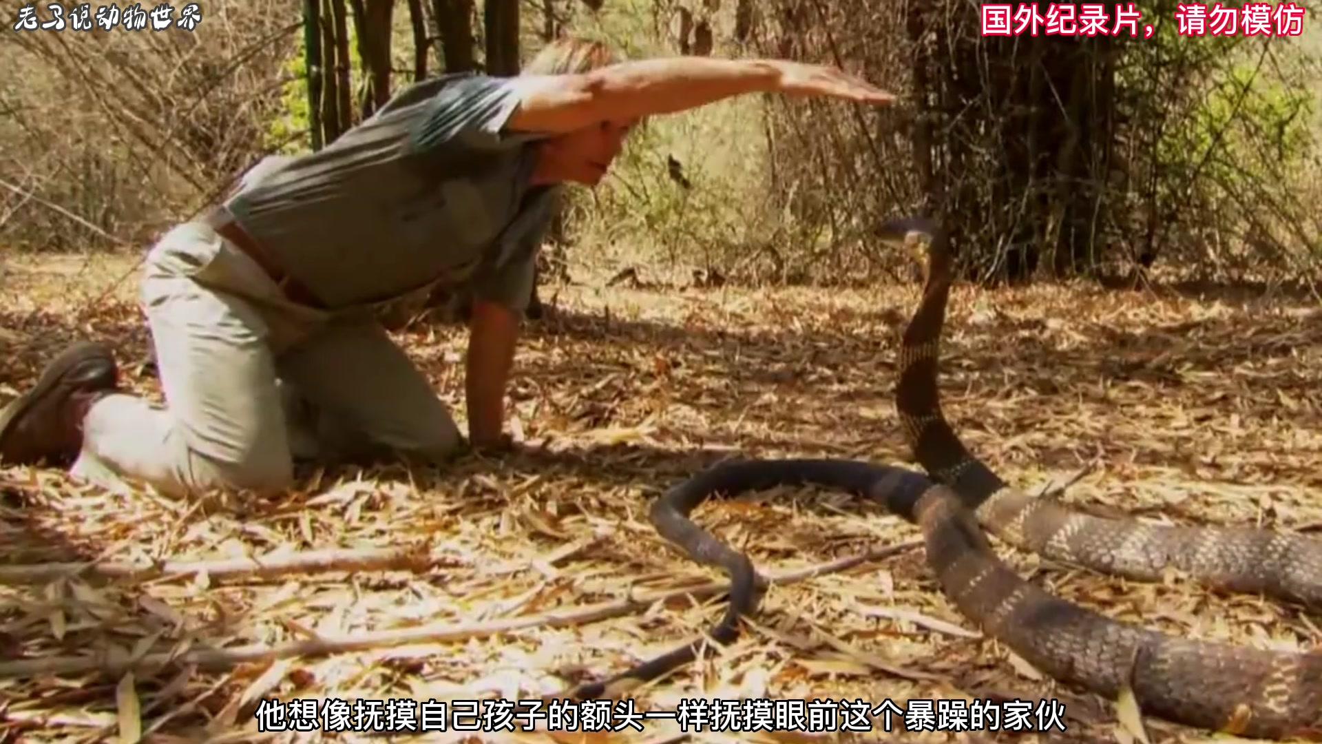 动物世界#眼镜王蛇#蛇王奥斯汀