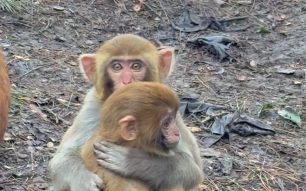 两只可爱的小猴子