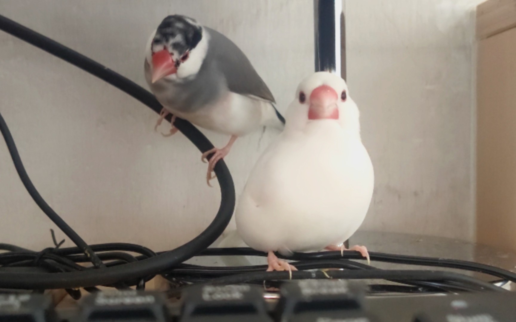 【文鸟】呆萌可爱的傻宝