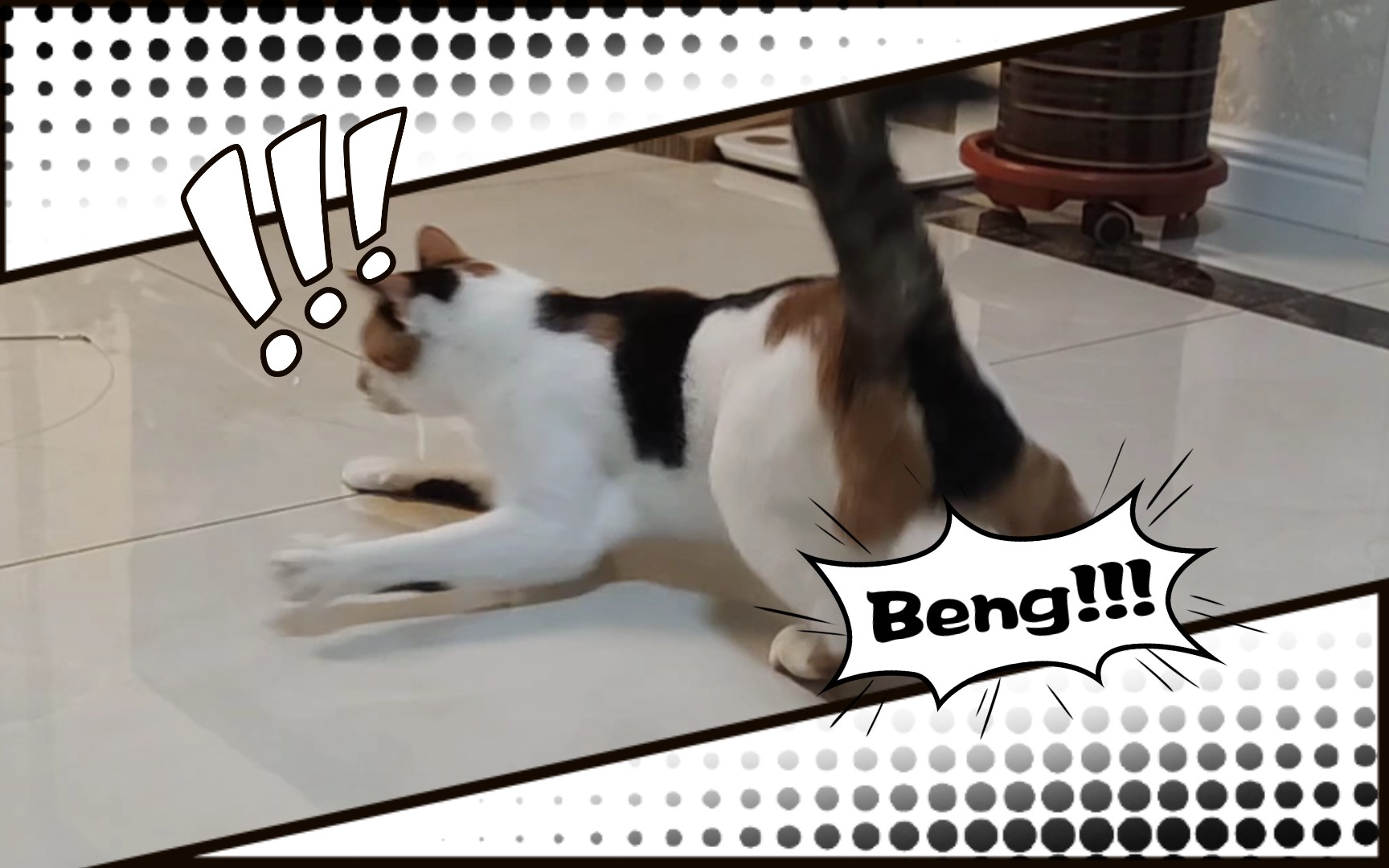 活动  当你拥有一只爱蹦迪的小猫咪.