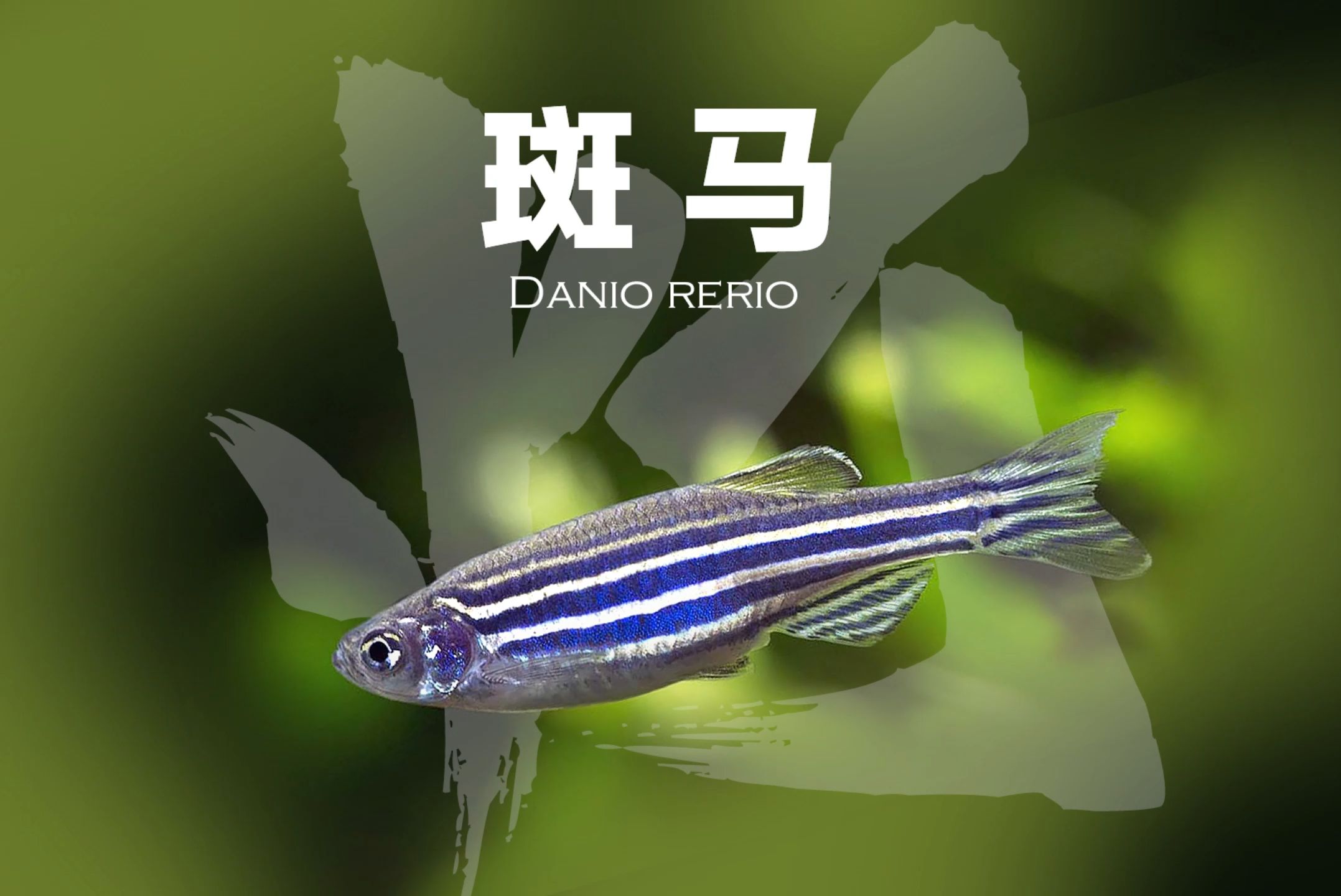 斑马鱼Danio rerio哔哩哔哩bilibili