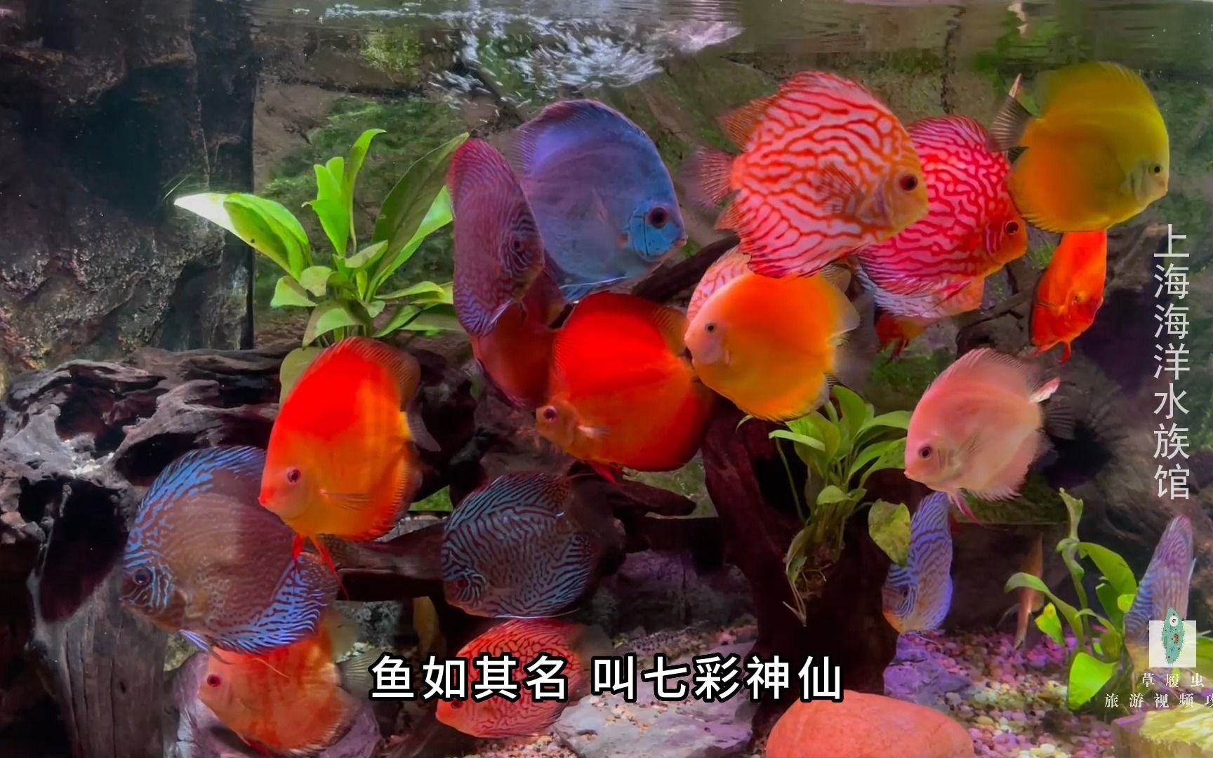 上海篇上海海洋水族馆(上)哔哩哔哩bilibili