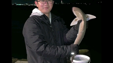 柠檬鲨,小黄鱼一共20条