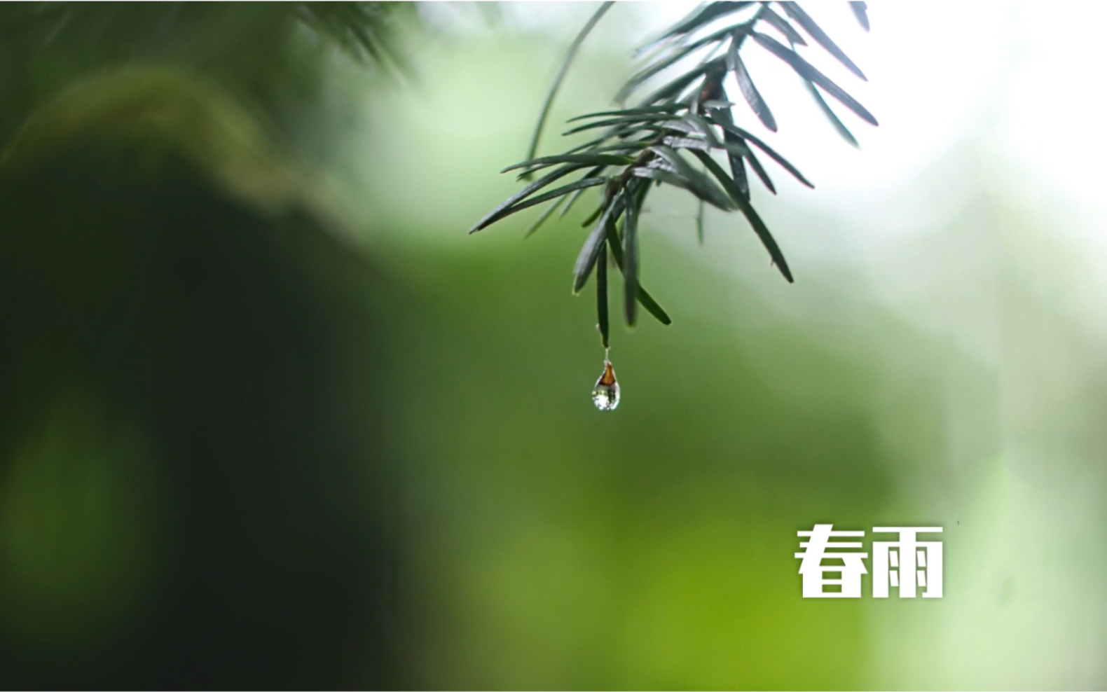 [图]【春雨】雨中的花与城～