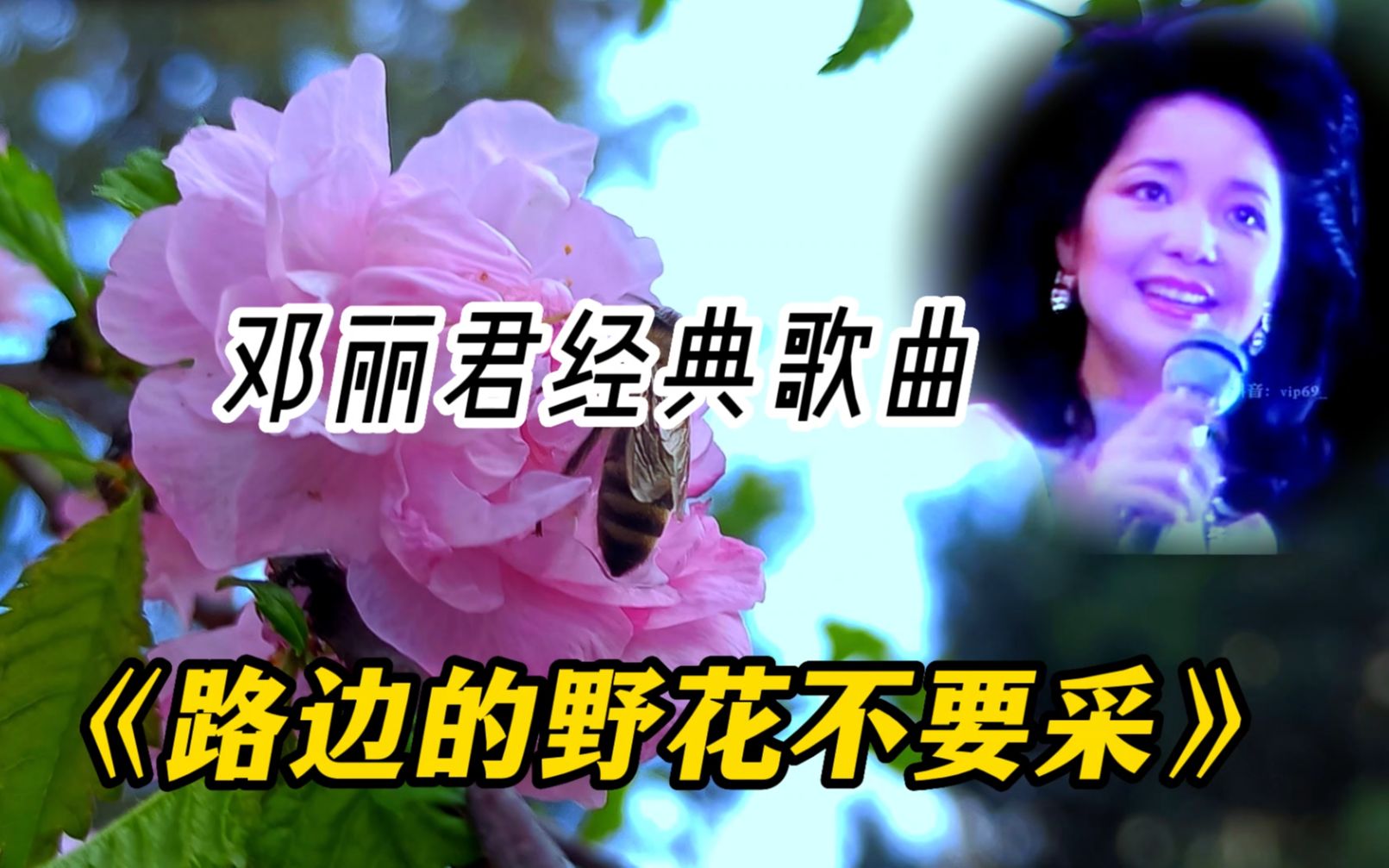 天妒佳丽邓丽君,经典歌曲《路边的野花不要采》