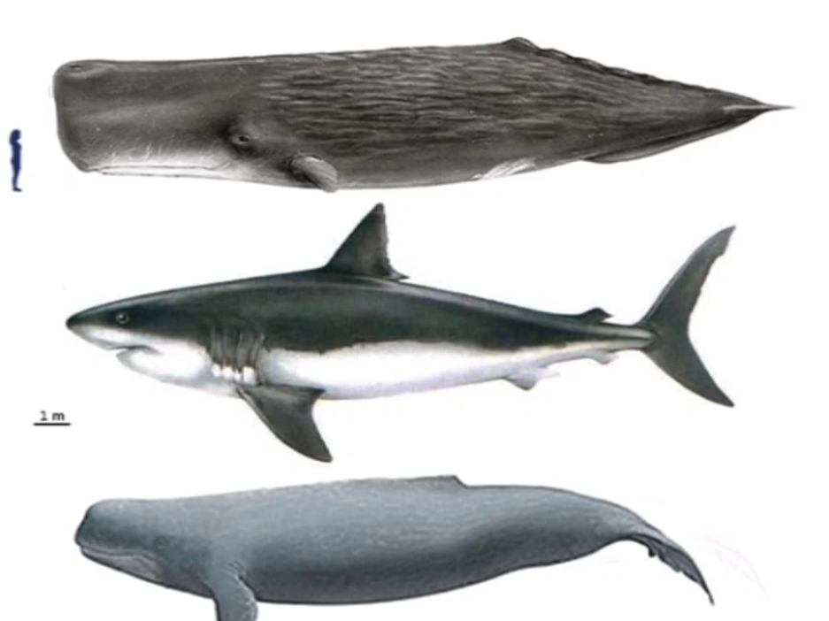 同体长巨齿鲨梅尔维尔鲸和抹香鲸的对比