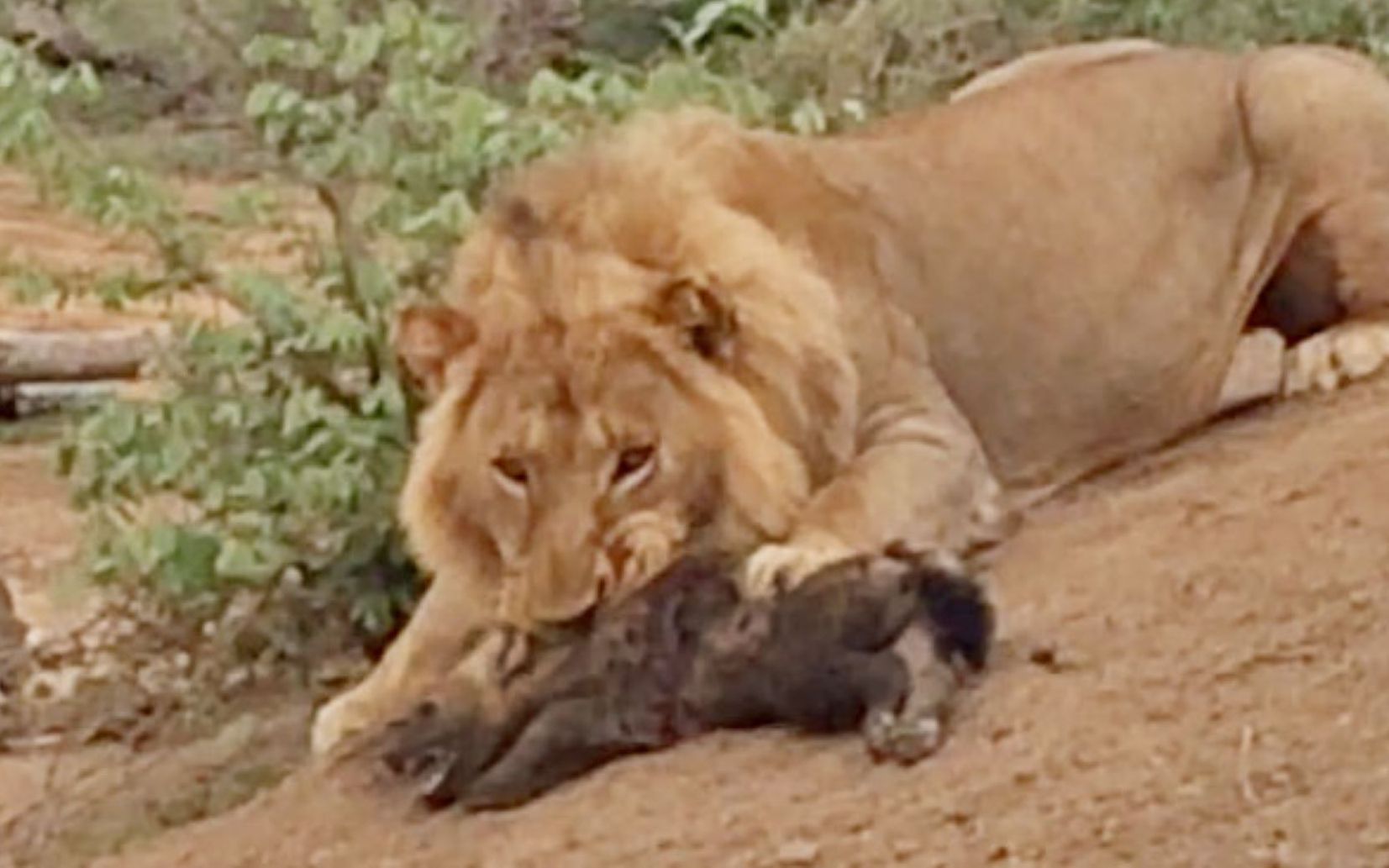 雄狮攻击并杀死小鬣狗