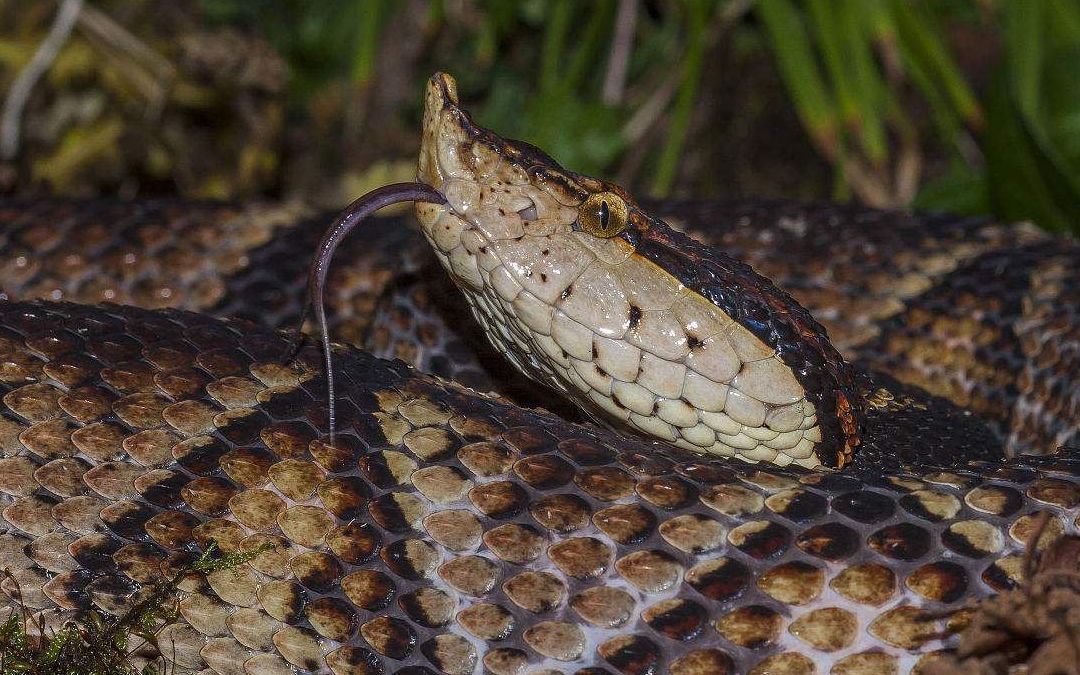 蛇哥被眼镜蛇咬伤后又遇到了超大五步蛇直播取毒