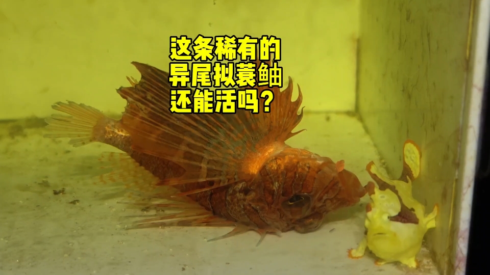 这条稀有的异尾拟蓑鲉还能活吗?-海王弗兰克-海王弗兰克-哔哩哔哩视频