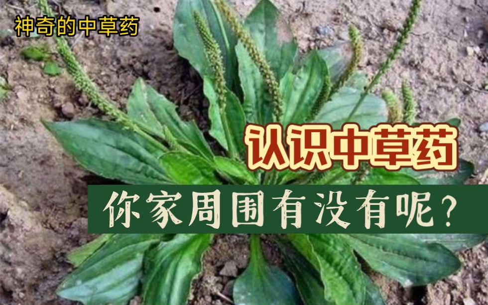 【分享中药】天麻,车前草……哔哩哔哩bilibili