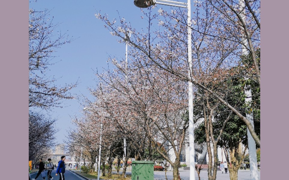 活动  浙江越秀外国语学院樱花季