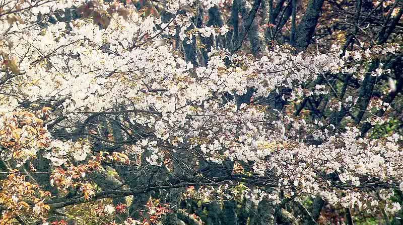 [图]樱花盛开 Cherry Blossoms Romance Spring in Japan