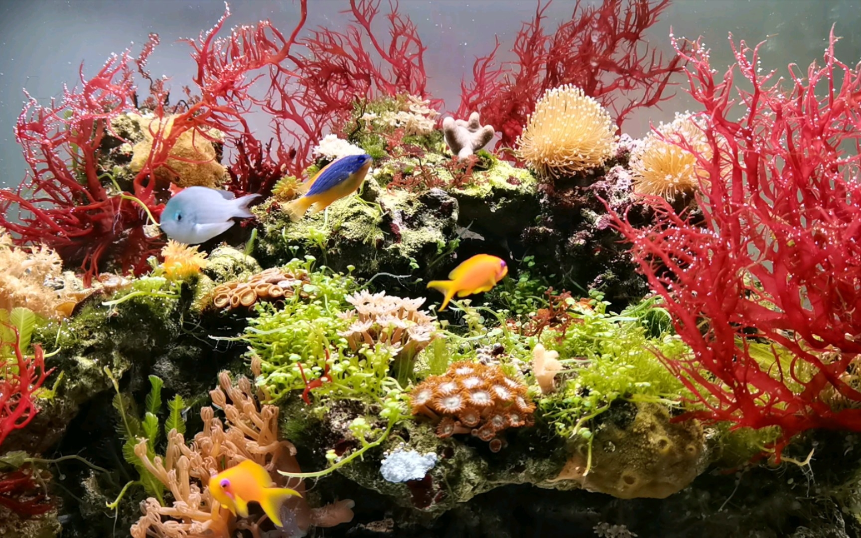 秋日上新海藻缸