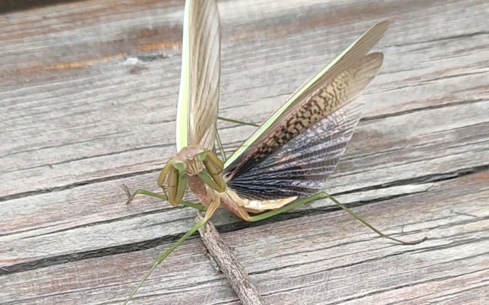 大刀螳螂威吓(无聊,在b站发个视频)