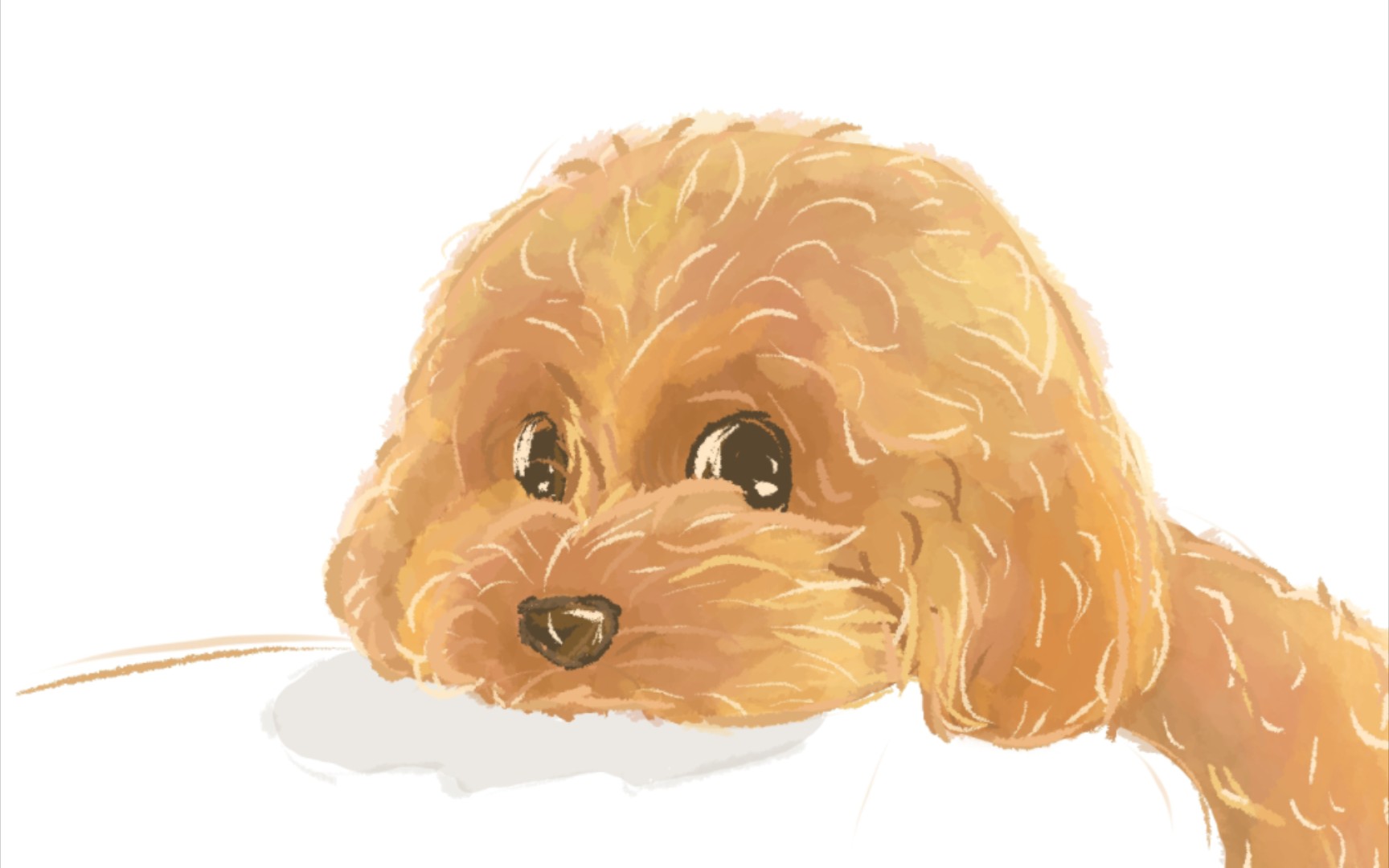 手绘可爱小泰迪全过程!