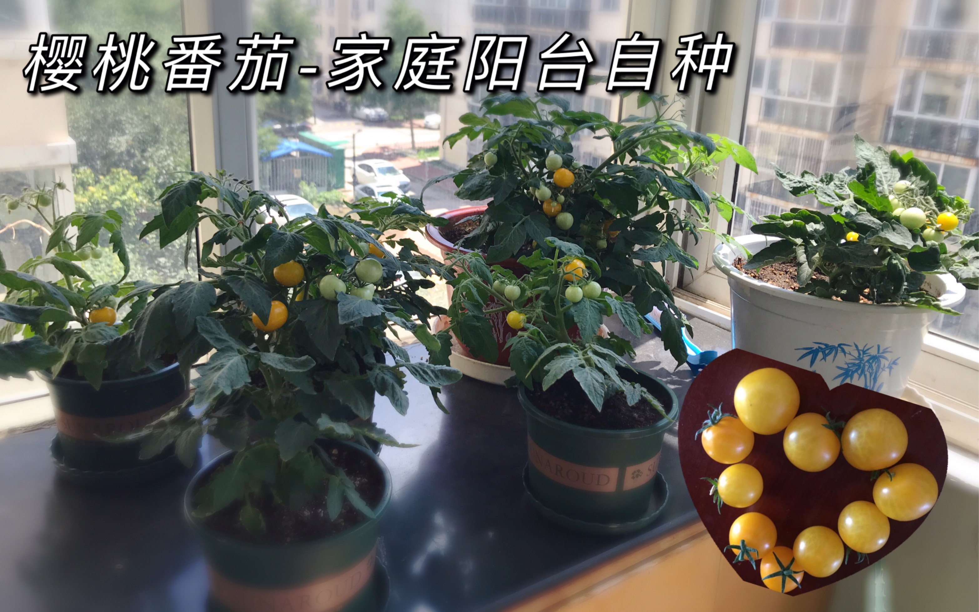 黄色小番茄家庭阳台自种哔哩哔哩bilibili