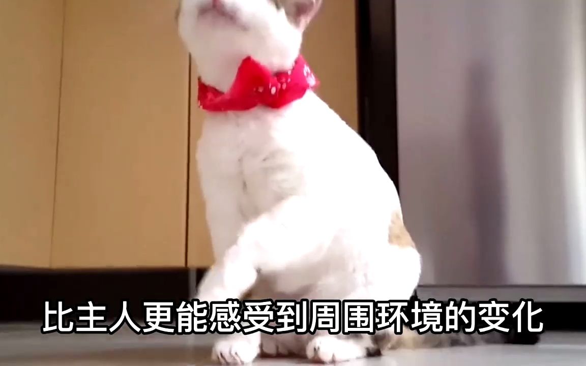 养猫的好处和坏处,想要养猫的铲屎官看过来!哔哩哔哩bilibili