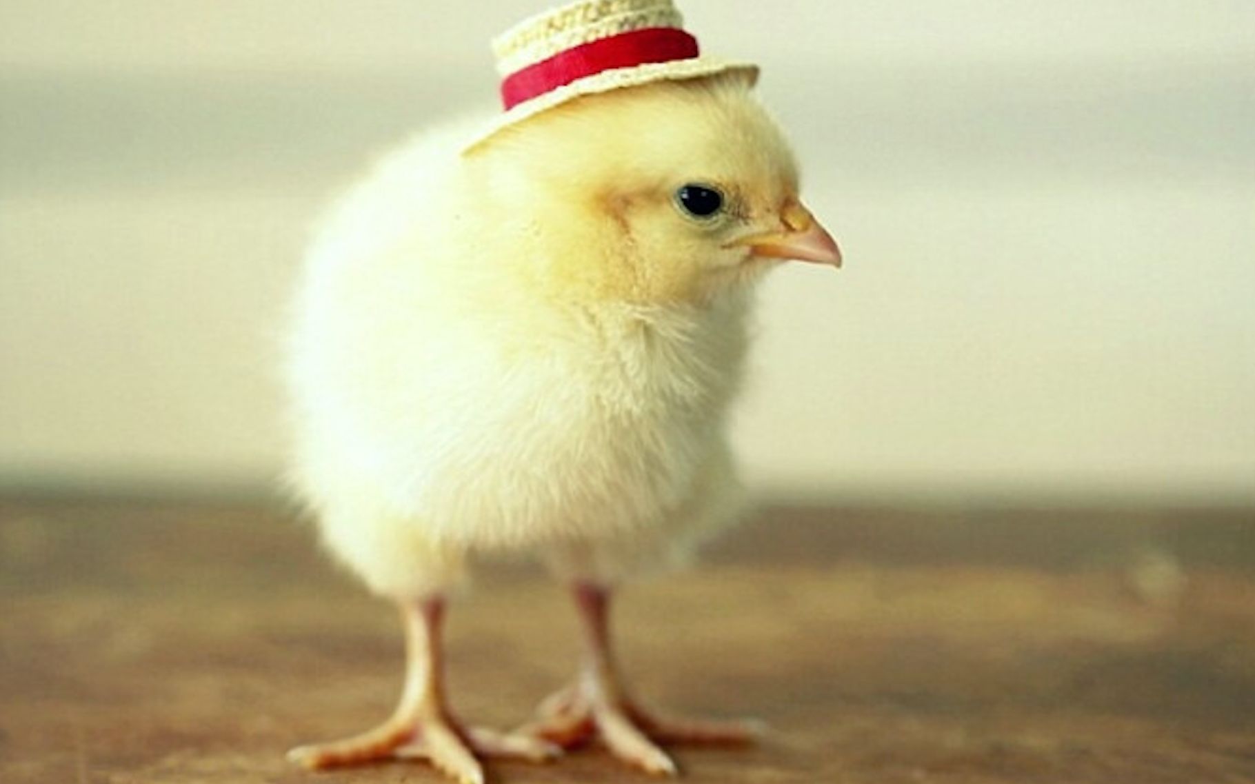 炒鸡可爱小鸡崽