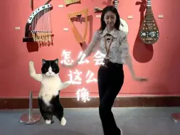 Descargar video: 奶牛猫遇见了敦煌手姿小姐姐～