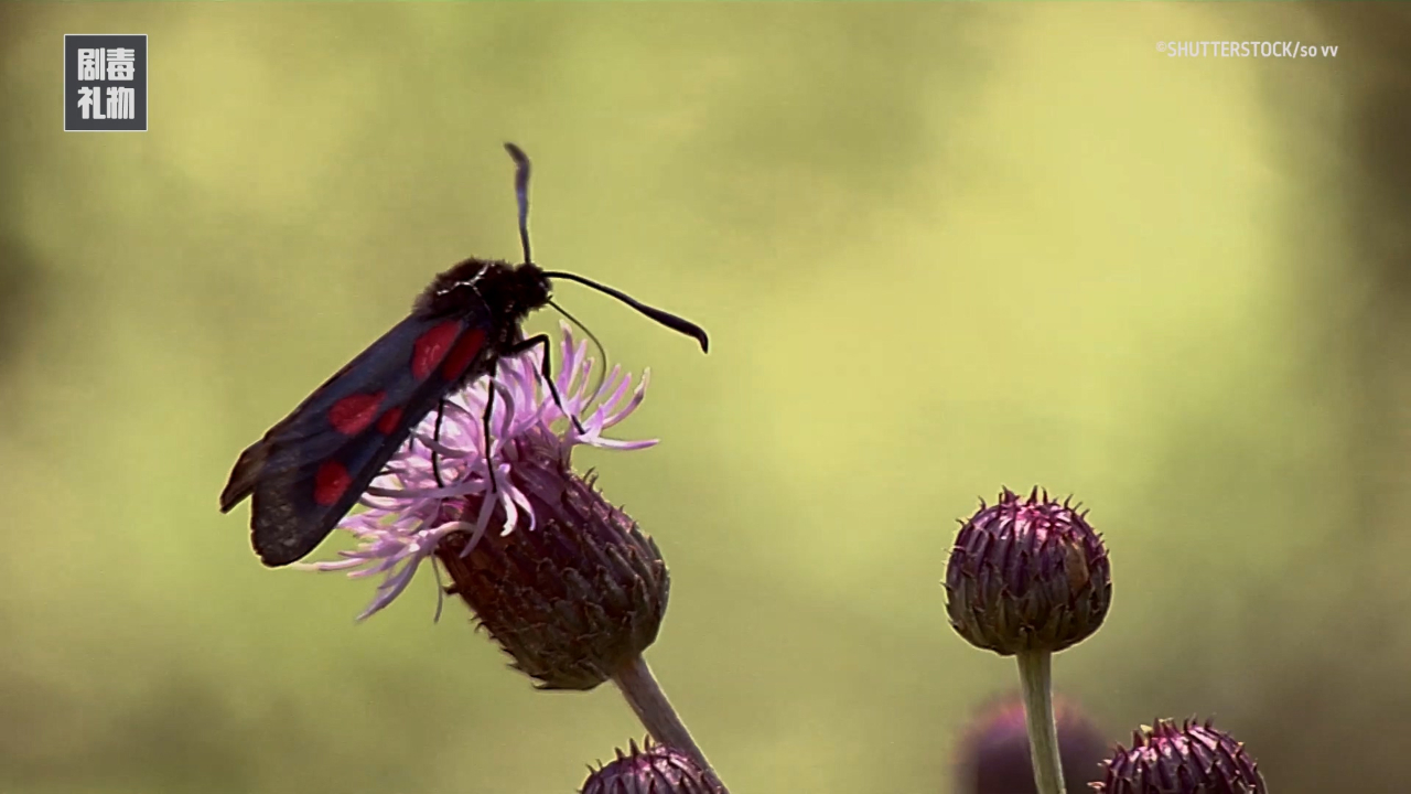 奇葩六星灯蛾出招必惹眼!_哔哩哔哩_bilibili