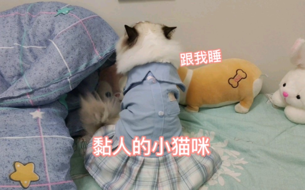 《黏人的小猫咪跟我睡》——人猫日记第9天哔哩哔哩bilibili