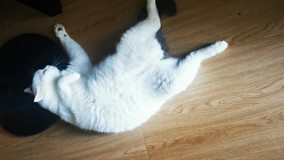 小猫咪的奇怪睡姿大挑战