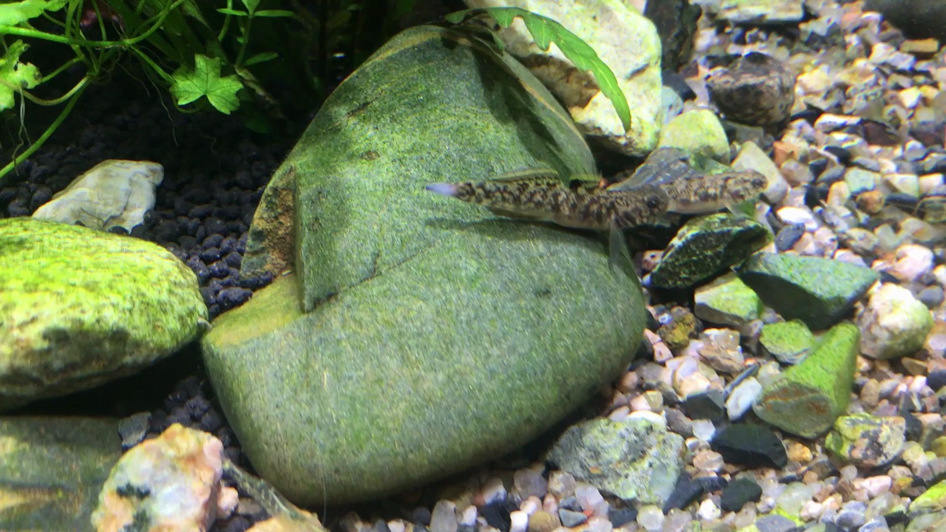 虾虎白尾,有知道原因的吗