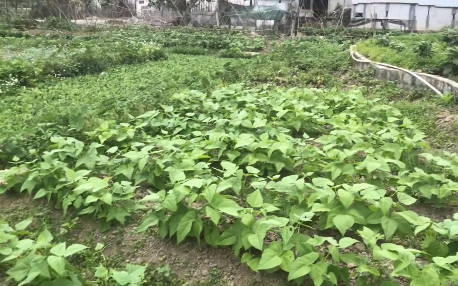 懒汉作物,芸豆种植教程.广东的朋友抓紧种了,其他地区温度保持在10度以上就可以播种,直播就行了,不用泡水,不用育苗哔哩哔哩bilibili