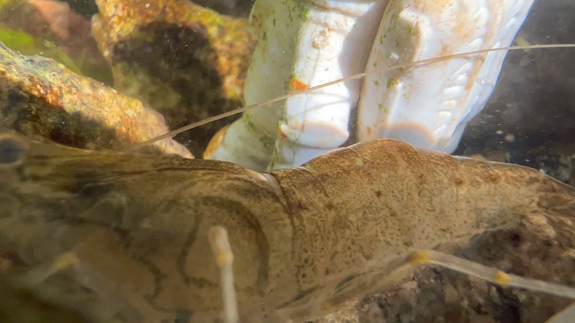 你见过这么大的大眼贼吗,也叫中华小长臂虾,挑战全网最大!