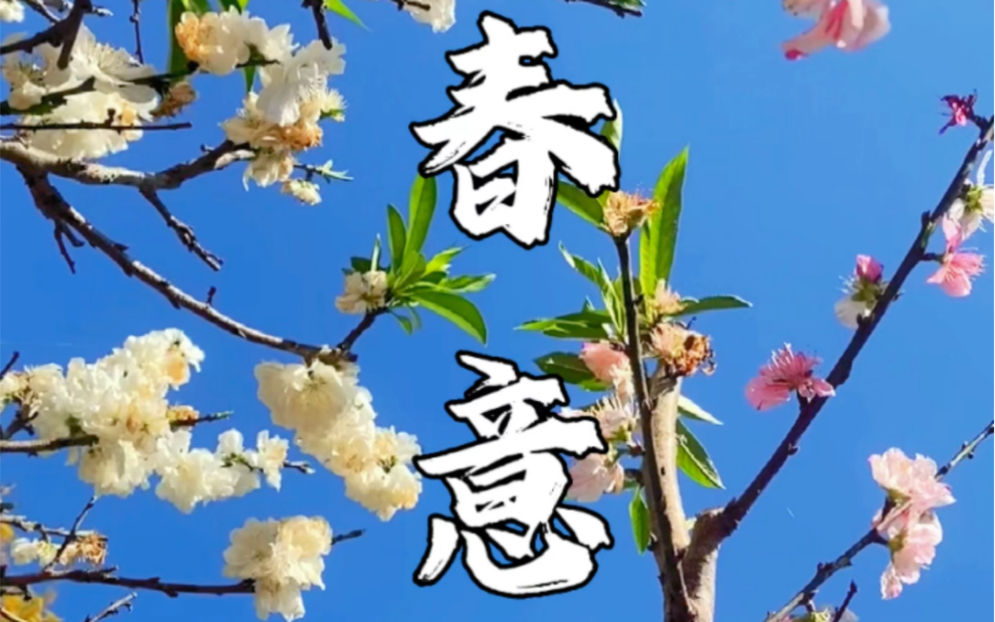 [图]【春意阑珊·花香如故】