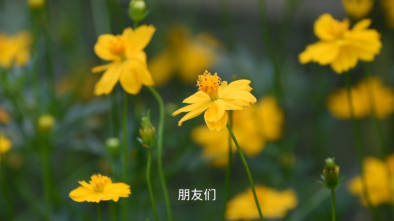 怎样才能真正看破外在这个虚假的世界？离幻见真的终极觉醒：即幻而修，游戏三昧！