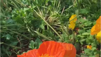 蜜蜂和虞美人