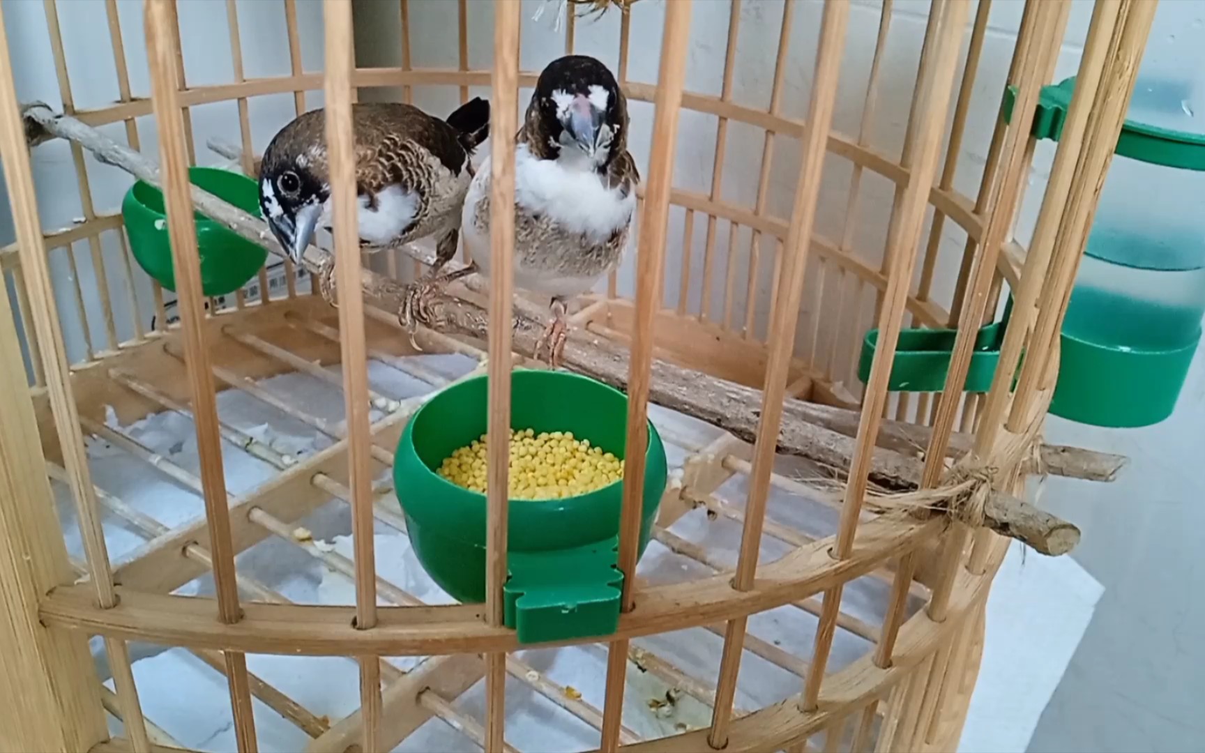 活动  喂食,小鸟进食,近距离观看(十姐妹鸟)