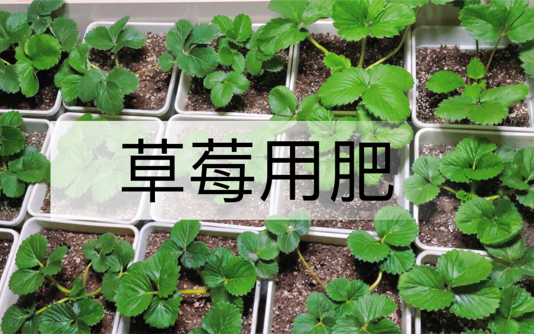 分享几种自用的草莓专用肥料哔哩哔哩bilibili