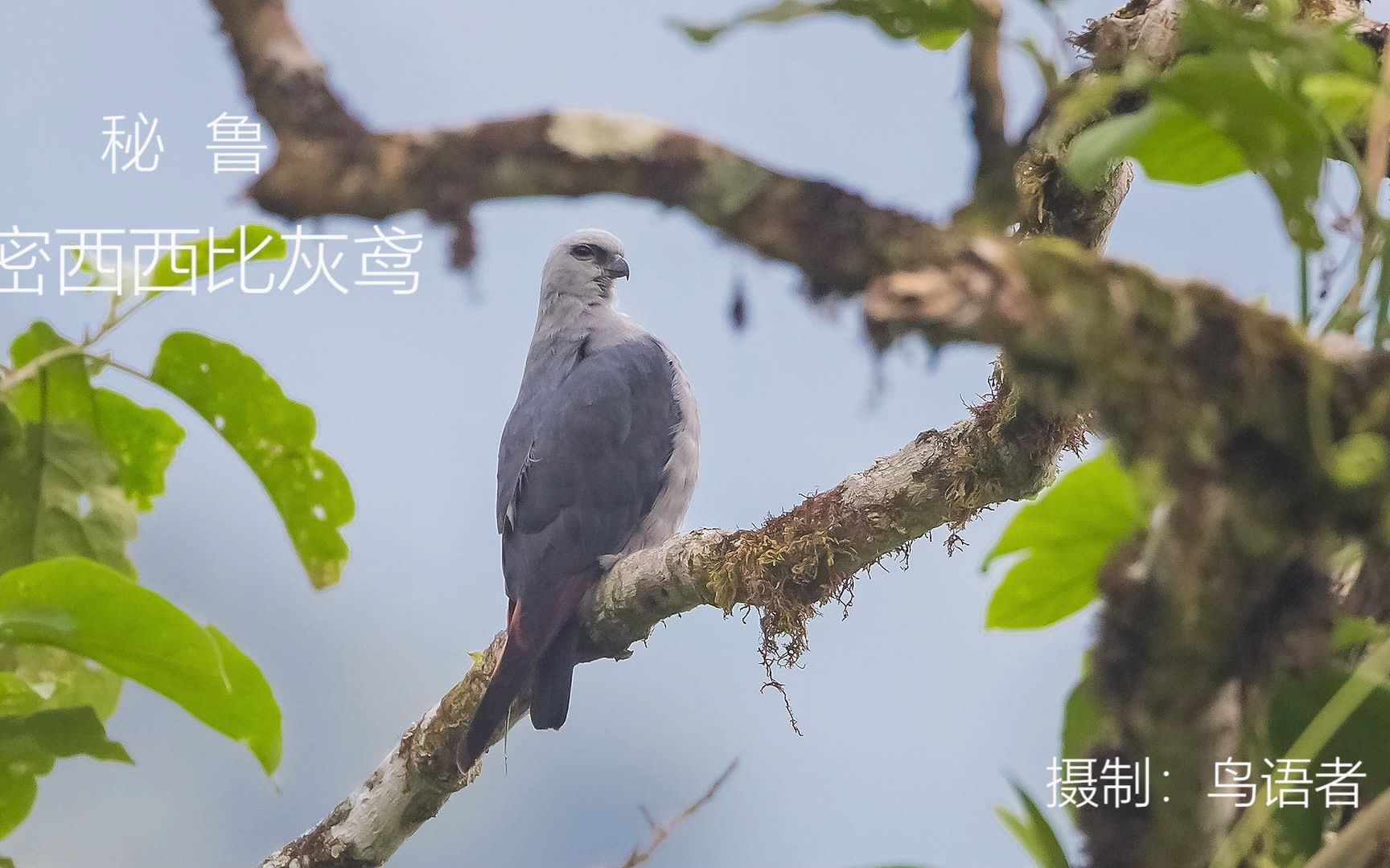 [图]密林中的密西西比灰鸢