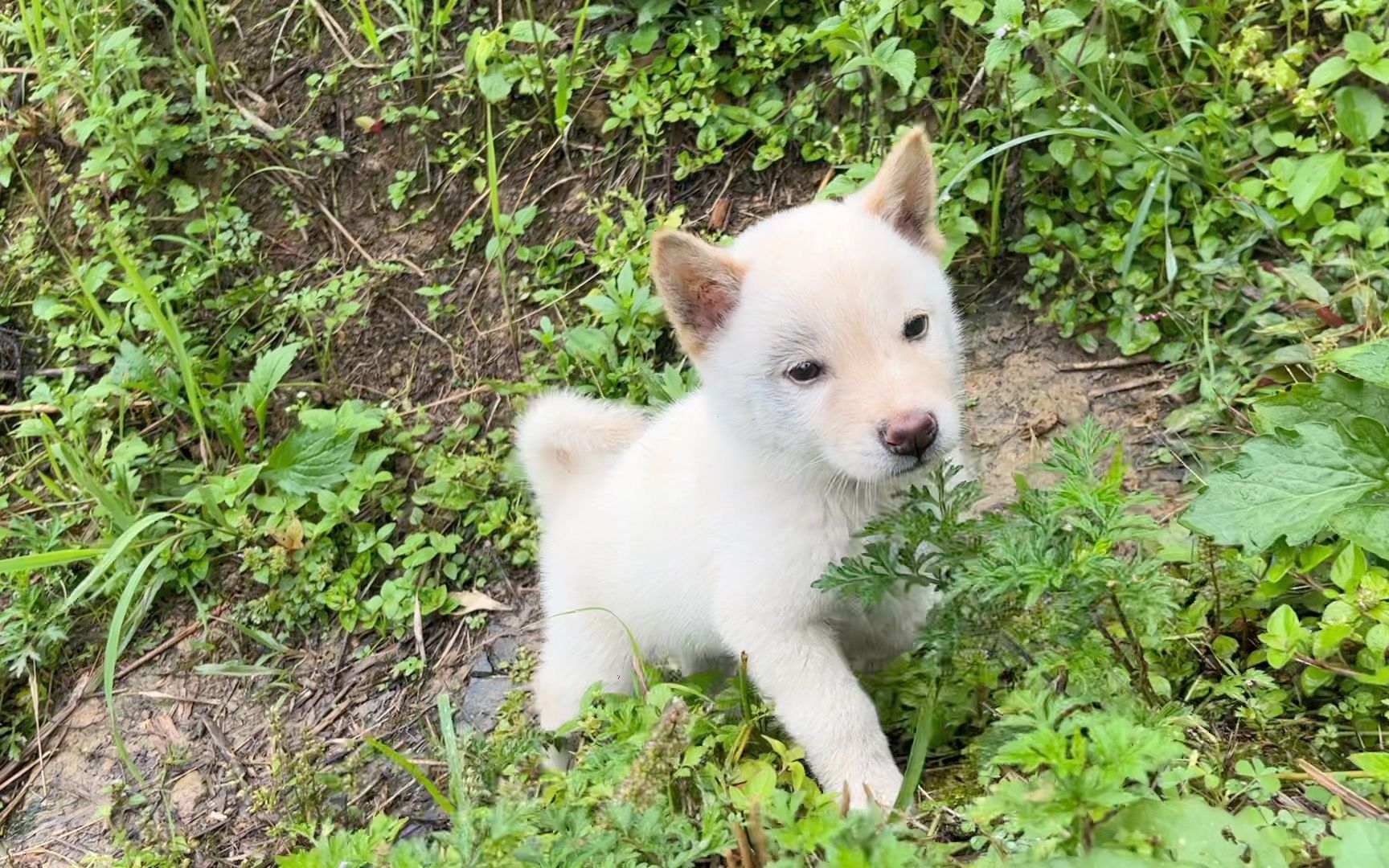 小萌狗,下雨天跑来钻草丛,走路的姿势真可爱
