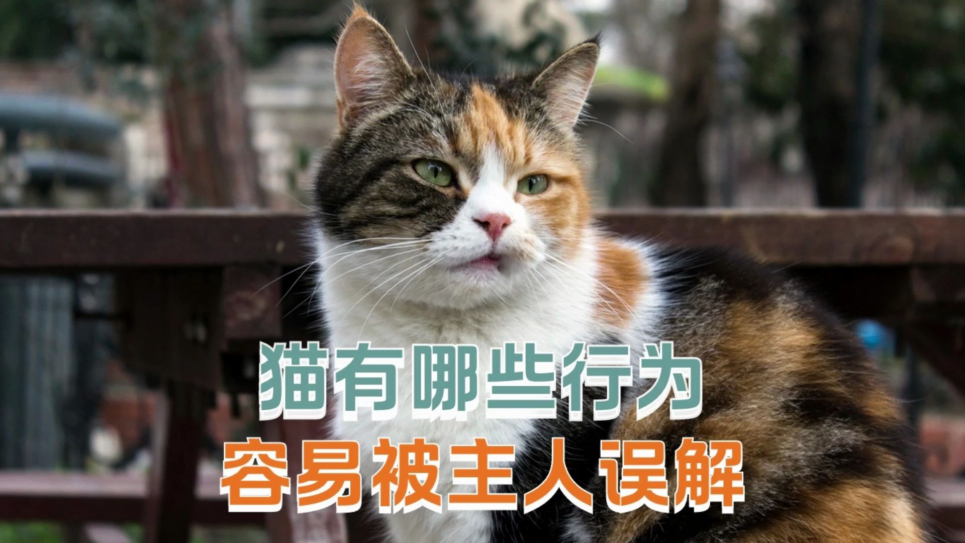 猫咪有哪些行为,会被主人误解呢?