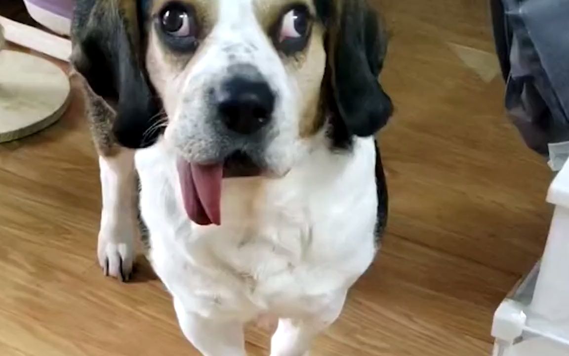 【动物配音】狗:为什么我左边能看见你 右边看不见呢