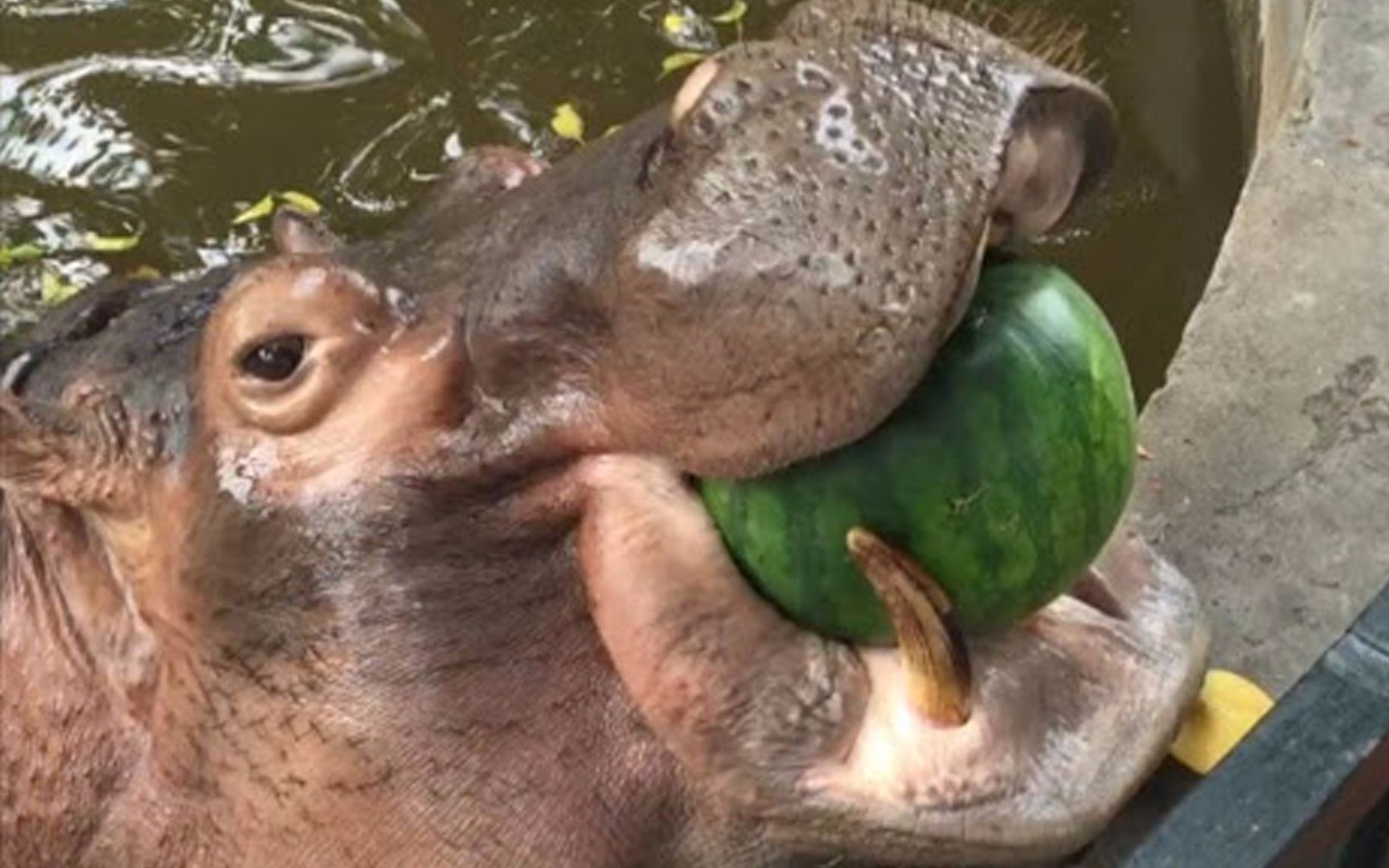 最硬核吃播 河马吃西瓜一口一个嘎嘣脆 !