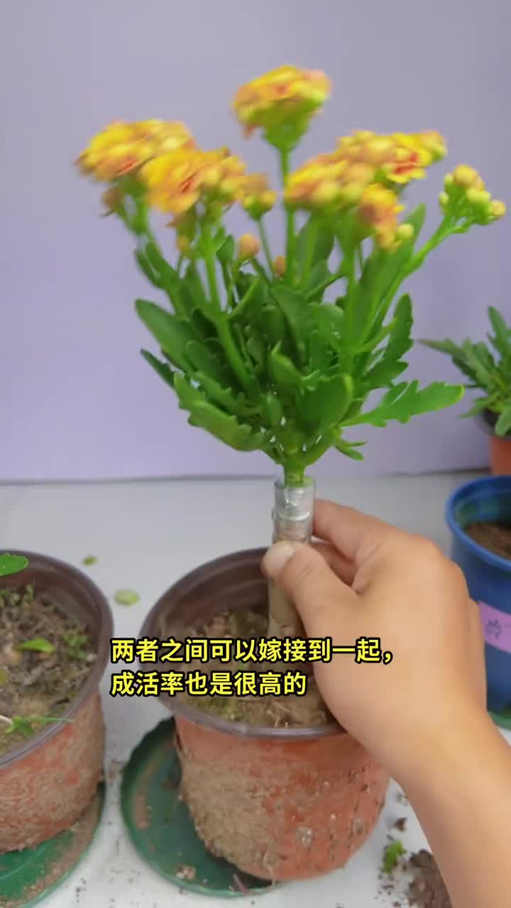 玉树和长寿花都是属于景天科的植物哔哩哔哩bilibili