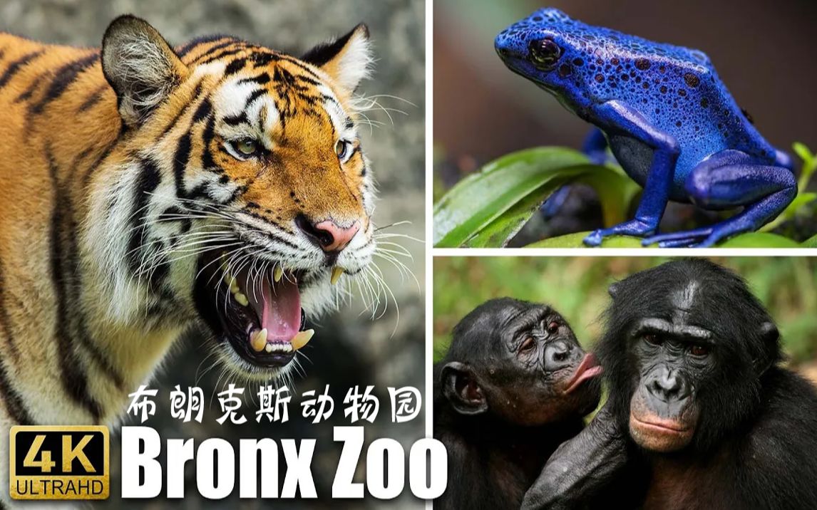 【4k uhd】探访布朗克斯动物园(上集)世界十大动物园之一