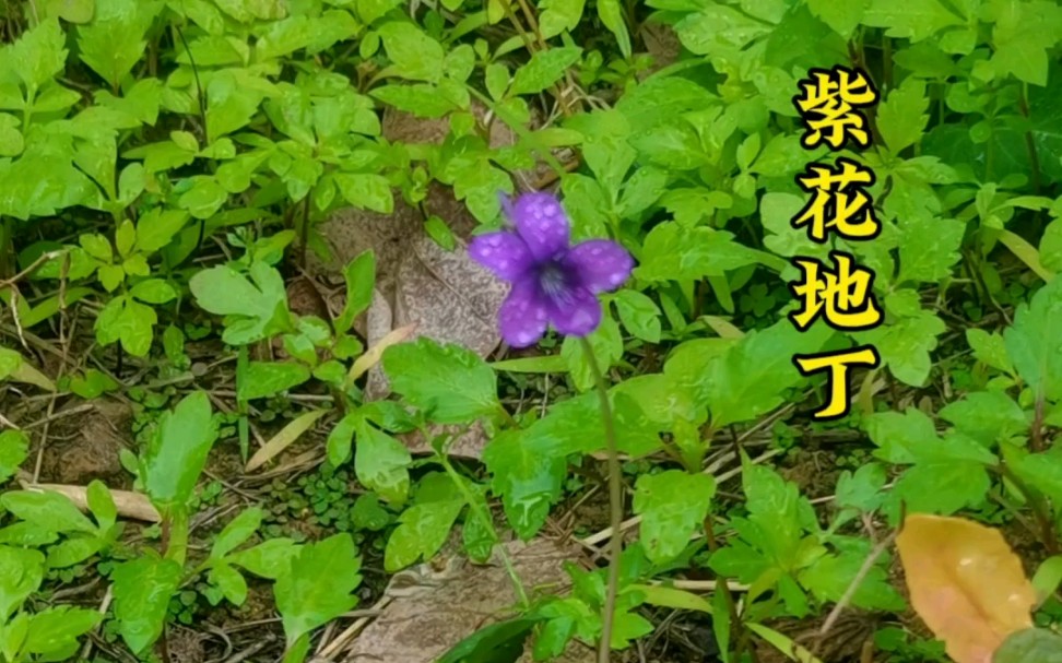 地丁紫花冷敷凝胶图片