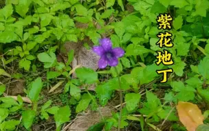 Download Video: “解毒草”——紫花地丁！